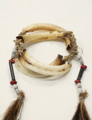 Papua Guinea Asmat Boars Tusks Cassawory Feather Beaded Bracelet 4