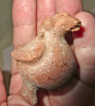 Small Colima Pre - Columbian Terra Cotta Pottery Bird Figure - Mexico - Antiquity 7