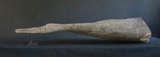 Dugout Canoe Head - Very Rare And Unusual Type
