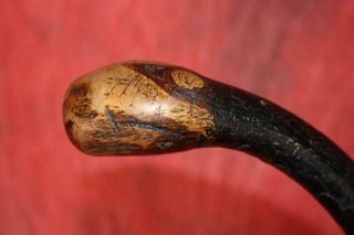 Antique Strong Irish Thorn Wood Shillelagh W/original Iron Tip