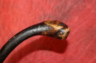 Antique Strong Irish Thorn Wood Shillelagh W/Original Iron Tip 2