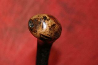 Antique Strong Irish Thorn Wood Shillelagh W/Original Iron Tip 3