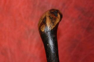 Antique Strong Irish Thorn Wood Shillelagh W/Original Iron Tip 5