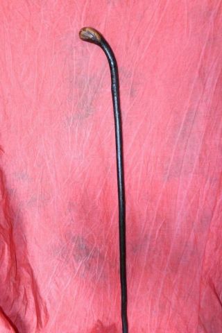 Antique Strong Irish Thorn Wood Shillelagh W/Original Iron Tip 6