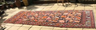 Large Antique Hand Knotted Persian Afghan Rug 6