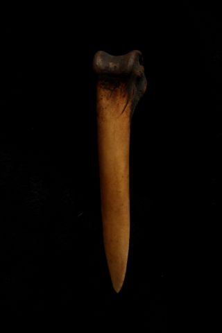 Fine Old Bone Dagger - Highlands Png