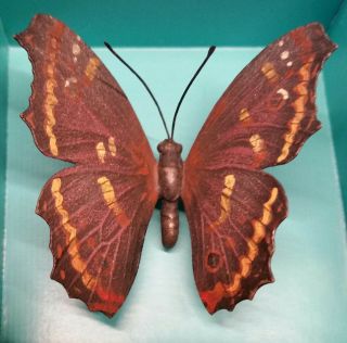 Incredible Vienna Bronze Butterfly Cold Painted