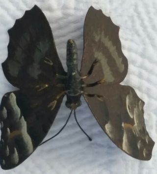Incredible Vienna Bronze Butterfly Cold Painted 2