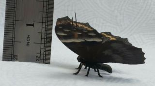 Incredible Vienna Bronze Butterfly Cold Painted 3