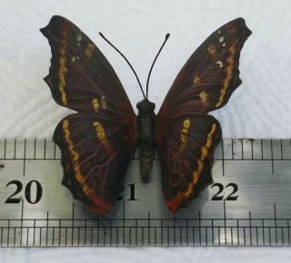 Incredible Vienna Bronze Butterfly Cold Painted 5