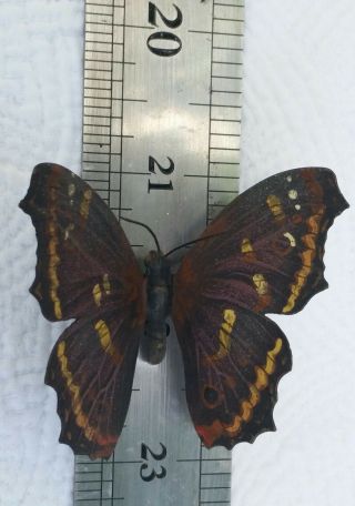 Incredible Vienna Bronze Butterfly Cold Painted 6