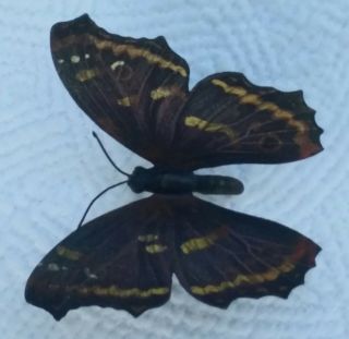 Incredible Vienna Bronze Butterfly Cold Painted 7