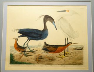 Alexnader Wilson Copper Plate Engraved Hand Colored Bird Prints 1829