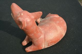 LARGE PRE - COLUMBIAN FIGURE COLIMA CULTURE WESTERN MEXICO DOG WITH BABY 5