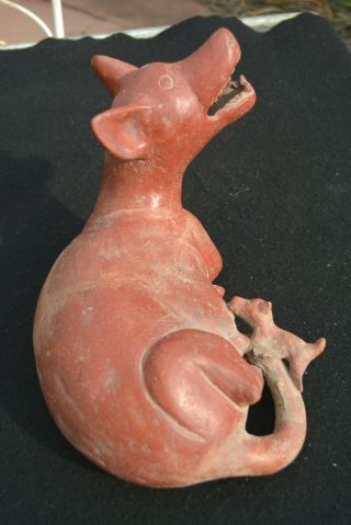 LARGE PRE - COLUMBIAN FIGURE COLIMA CULTURE WESTERN MEXICO DOG WITH BABY 7