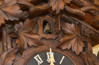 ANTIQUE GERMAN BLACK FOREST CUCKOO CLOCK with a IBEX GOAT on top 3