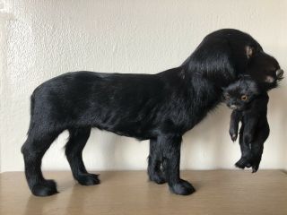 Antique Taxidermy Dog W/ Puppy Vintage Real Full Mount Toy Dog Fur Hide Model Og