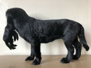 Antique Taxidermy Dog w/ Puppy Vintage Real Full Mount Toy Dog Fur Hide Model og 3