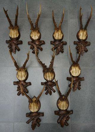 9 Antique Black Forest Roe Buck Antlers On A Carved Plaque
