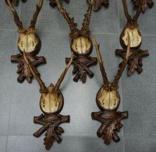 9 ANTIQUE BLACK FOREST ROE BUCK ANTLERS ON A CARVED PLAQUE 2