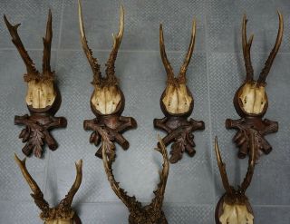 9 ANTIQUE BLACK FOREST ROE BUCK ANTLERS ON A CARVED PLAQUE 3