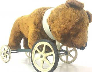 Antique Mohair Large Bear On Wheels Push Ride On Toy 22 " X9x13 " Steiff?