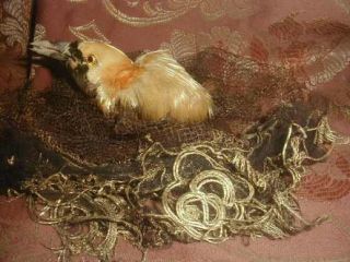 Antique Victorian Bird Of Paradise Millinery Taxidermy Head W Gilt Nest Vg