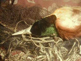 Antique Victorian Bird Of Paradise Millinery Taxidermy Head w Gilt Nest VG 2