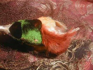 Antique Victorian Bird Of Paradise Millinery Taxidermy Head w Gilt Nest VG 4