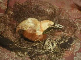 Antique Victorian Bird Of Paradise Millinery Taxidermy Head w Gilt Nest VG 8