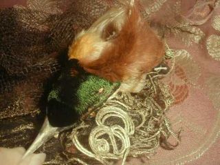 Antique Victorian Bird Of Paradise Millinery Taxidermy Head w Gilt Nest VG 9
