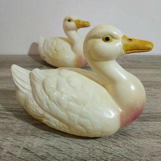 A pair antique celluloid ducks.  Adam Shrayer (Adam Szrajer).  Kalisz.  Poland 3