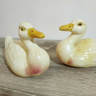 A pair antique celluloid ducks.  Adam Shrayer (Adam Szrajer).  Kalisz.  Poland 5
