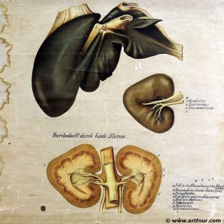 old antique medical wall chart anatomical print poster kidney 2