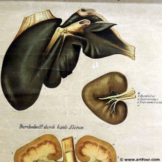 old antique medical wall chart anatomical print poster kidney 3
