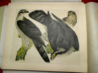 14 - 300 Chorui4 Large Prints Japanese Bird 50 Prints