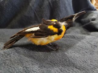Antique Fantastic Early 1900 ' s Automaton Feathered Oriole Bird Wind Up Toy 2
