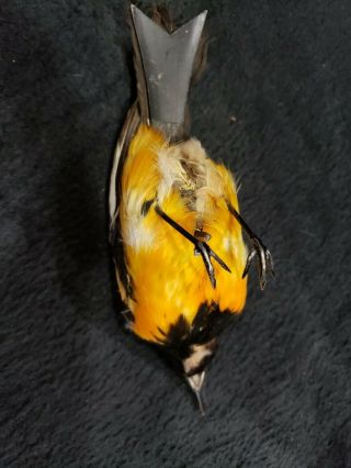 Antique Fantastic Early 1900 ' s Automaton Feathered Oriole Bird Wind Up Toy 3