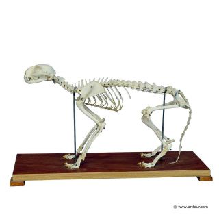 Cat Skeleton Model For Class Circa 1950