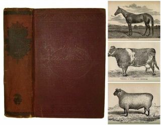 1892 Victorian Farm Guide Antique Cookbook Medical Horse Cow Poultry Bees Rare