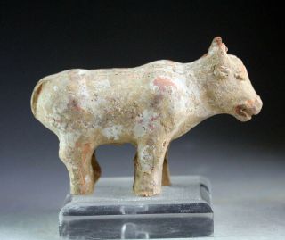 Sc Fine Chinese Tang Dynasty Pottery Model Of An Ox,  581 - 907 Ad