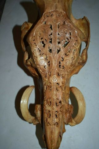 Orig $399 - Dayak Shamans Boar Skull 1900s Lge 16 " Prov