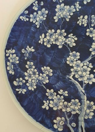 VERY LARGE ANTIQUE CHINESE PORCELAIN PRUNUS BLOSSOM BLUE & WHITE PLATE/DISH 5