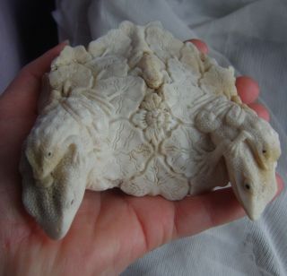 Rare Chinese Antique Hand Carved White Coral Frogs on Lillipad Ornament 188gms 2