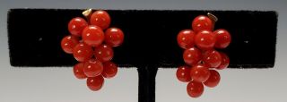 ANTIQUE 19TH C.  VICTORIAN CARVED RED CORAL GRAPE CLUSTER & 14K GOLD EARRINGS 9