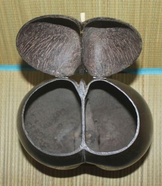 Antique Coco De Mer Nut Hinged Box Seychelles