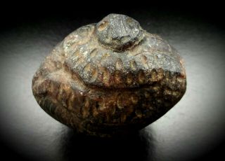 RARE PRE - COLOMBIAN CARVED STONE OLMEC HEAD WITH COILED SNAKE MEXICO 12th - 9th BC 2