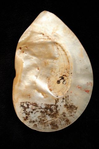 Painted Aboriginal Peal Shell - Jack Wherra Kimberley 