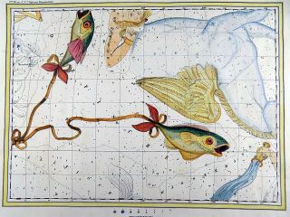 Rarissimum Large Celestial Map - Pisces - From Atlas By Hoffmann 37 Cm