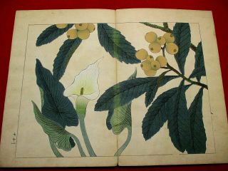 2 - 30 Japanese flower SHIKI Woodblock print BOOK 4